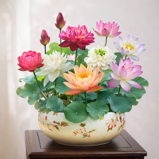 Grow Stunning Rainbow Lotus at Home – 100 Seeds, Easy Bloom 🌸-QDL