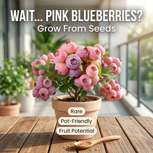 Rare Pink Blueberry Seeds | Grow Pink Blueberries At Home-QDL