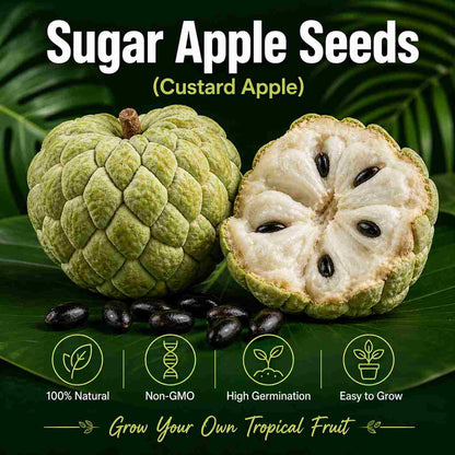 Grow Cherimoya at Home – Northern & Southern USA Suitable-ASS1