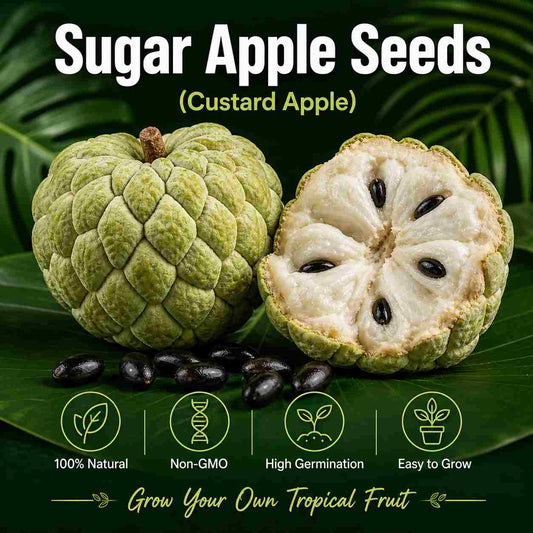 Grow Cherimoya at Home – Northern & Southern USA Suitable-ASS1