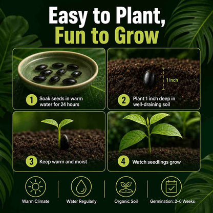 Grow Cherimoya at Home – Northern & Southern USA Suitable-ASS1