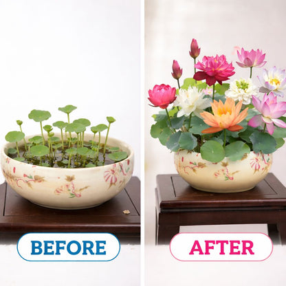 Grow Stunning Rainbow Lotus at Home – 100 Seeds, Easy Bloom 🌸-QDL