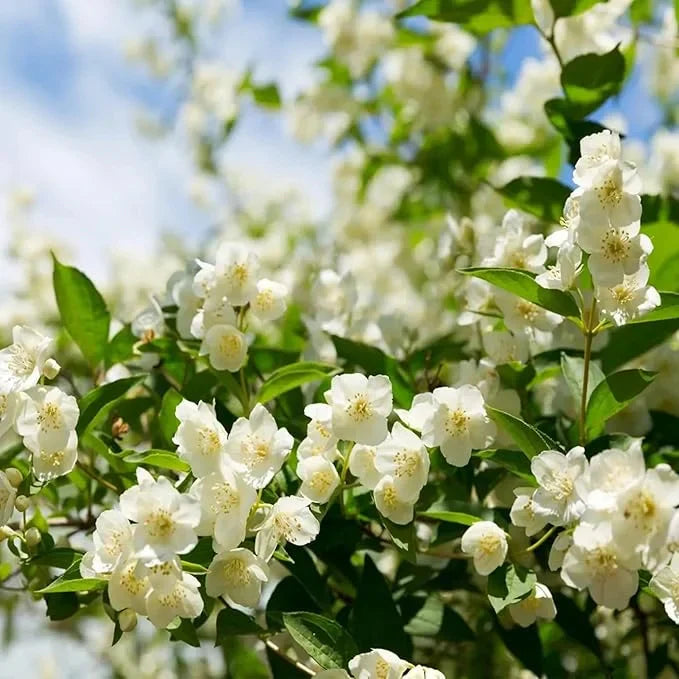 🔥LAST DAY Promotion 49% OFF 🌸Beautiful Jasmine Potted Plant(Can be planted in winter)-QDL