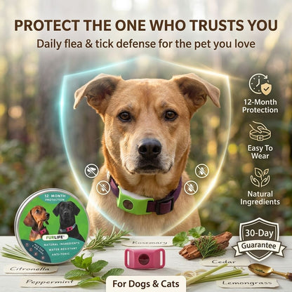 Fleas & Ticks Don’t Wait — Clip On Daily Defense Before The Next Walk-QDL