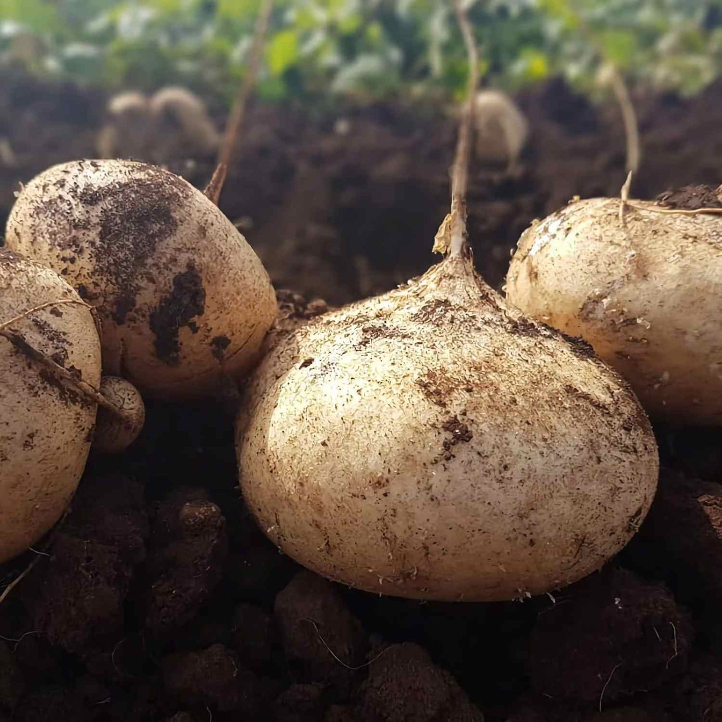 Buy1Get2 Hot Deal | Home Grow Sweet Crispy Jicama Seeds -AFF