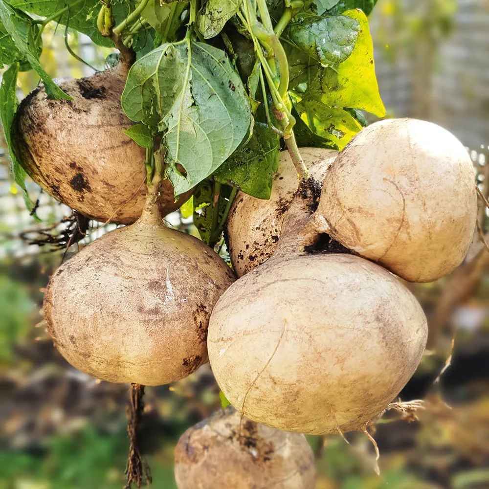 Buy1Get2 Hot Deal | Home Grow Sweet Crispy Jicama Seeds -AFF