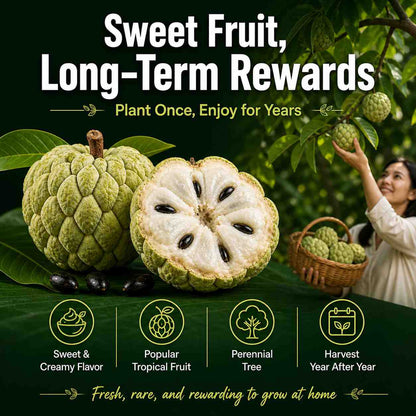 Grow Cherimoya at Home – Northern & Southern USA Suitable-ASS1