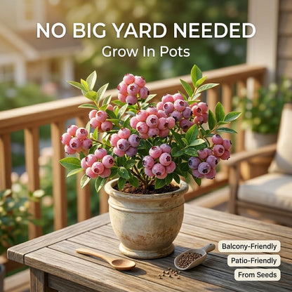 Rare Pink Blueberry Seeds | Grow Pink Blueberries At Home-QDL