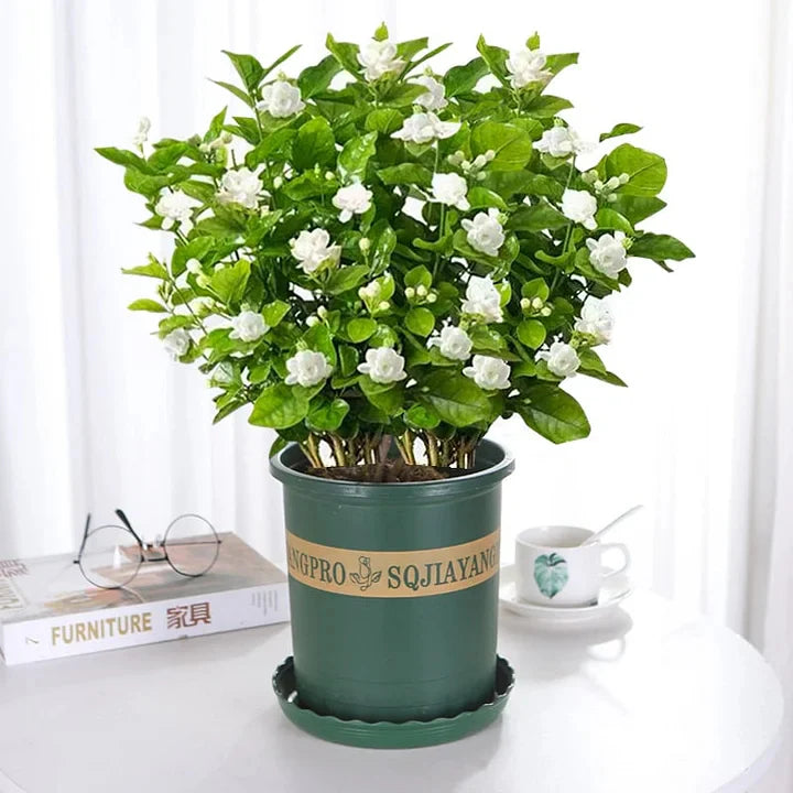 🔥LAST DAY Promotion 49% OFF 🌸Beautiful Jasmine Potted Plant(Can be planted in winter)-QDL