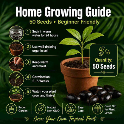 Grow Cherimoya at Home – Northern & Southern USA Suitable-ASS1