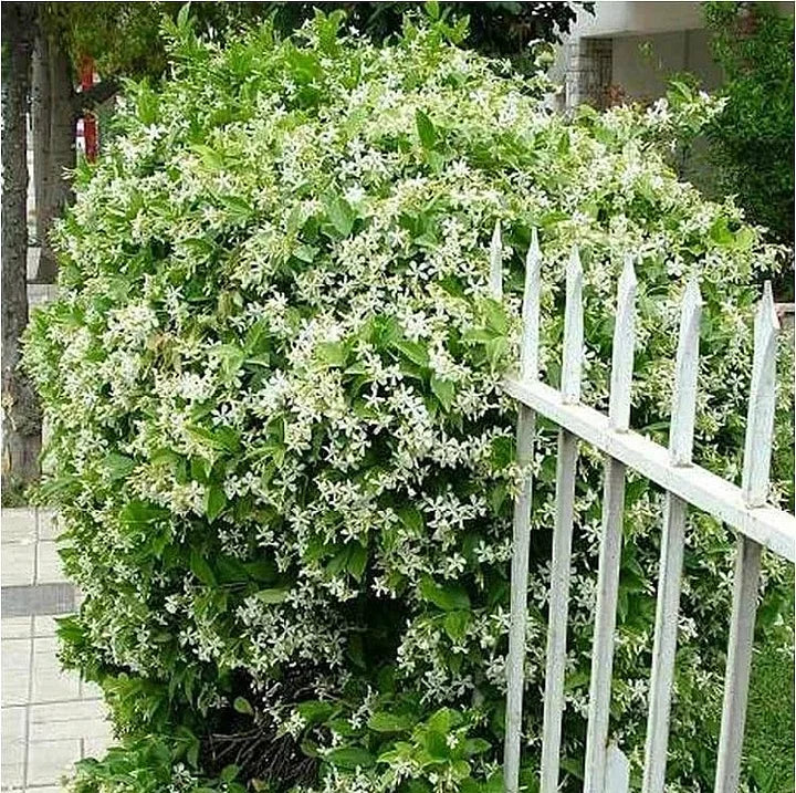 🔥LAST DAY Promotion 49% OFF 🌸Beautiful Jasmine Potted Plant(Can be planted in winter)-QDL