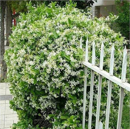 🔥LAST DAY Promotion 49% OFF 🌸Beautiful Jasmine Potted Plant(Can be planted in winter)-QDL