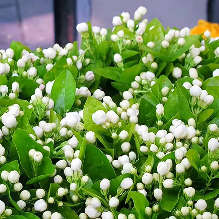 🔥LAST DAY Promotion 49% OFF 🌸Beautiful Jasmine Potted Plant(Can be planted in winter)-QDL