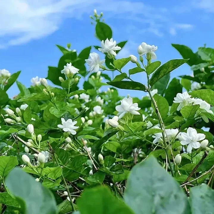 🔥LAST DAY Promotion 49% OFF 🌸Beautiful Jasmine Potted Plant(Can be planted in winter)-QDL