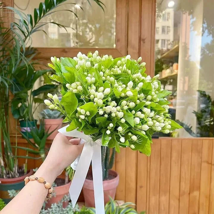🔥LAST DAY Promotion 49% OFF 🌸Beautiful Jasmine Potted Plant(Can be planted in winter)-QDL