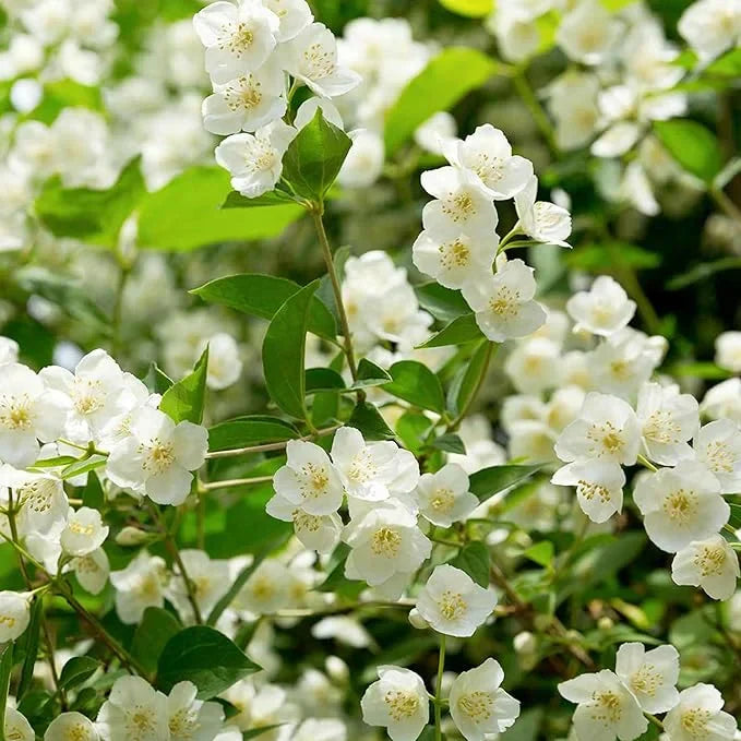 🔥LAST DAY Promotion 49% OFF 🌸Beautiful Jasmine Potted Plant(Can be planted in winter)-QDL