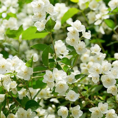 🔥LAST DAY Promotion 49% OFF 🌸Beautiful Jasmine Potted Plant(Can be planted in winter)-QDL
